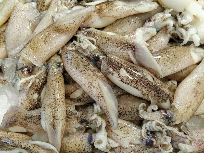 Molluschi